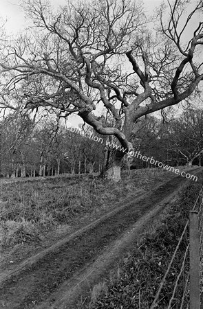 EARLY RECORDS OF FORESTRY WORK OLD TREES BRFORE FELLING IN FRONT OF HOUSE